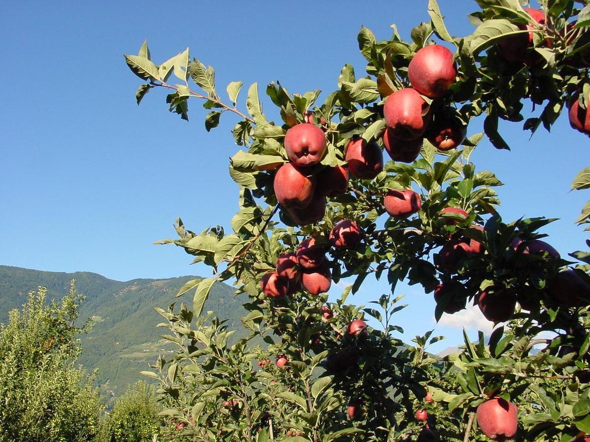 Pension Appartment Hecherhof Merano Dış mekan fotoğraf